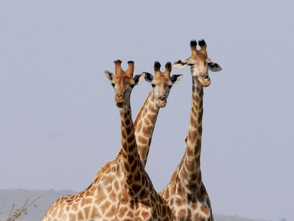 Zuid Afrika safari Kruger giraffen